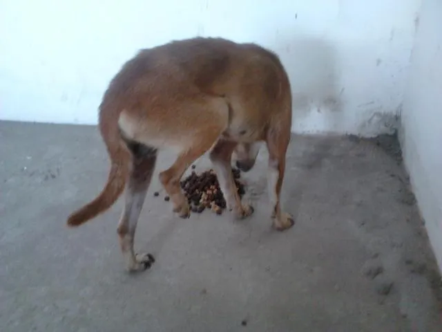 Cachorro raça VIRA-LATA idade 2 a 6 meses nome SERELEPE