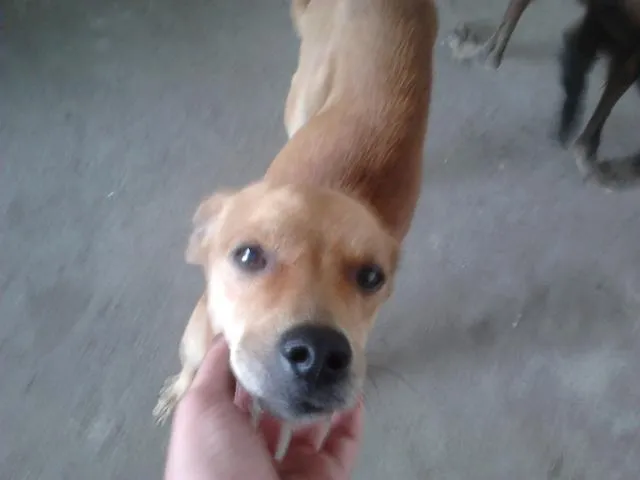 Cachorro raça VIRA-LATA idade 2 a 6 meses nome SERELEPE