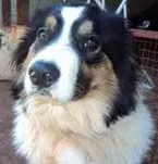 Cachorro raça Border Colie idade  nome LUKY