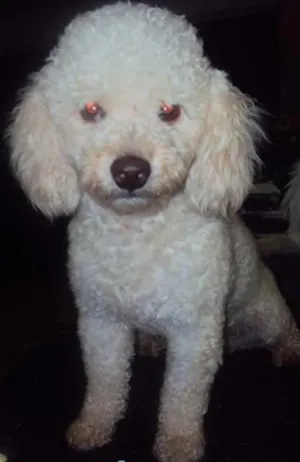 Cachorro raça Poodle idade  nome ENCONTRADO