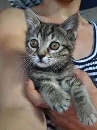Gato ra a srd idade Abaixo de 2 meses nome 2 filhotes