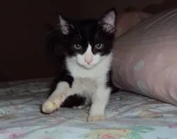 Gato ra a srd idade Abaixo de 2 meses nome 2 filhotes