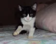 2 filhotes