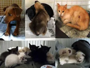 Cachorro raça SRD idade  nome CÃO/GATO