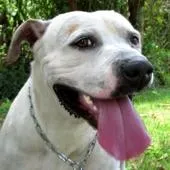 Cachorro ra a SRD idade nome Vários Amimais