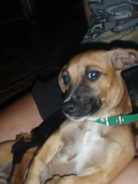 Cachorro ra a SRD idade 1 ano nome Rafa / Guaipeca