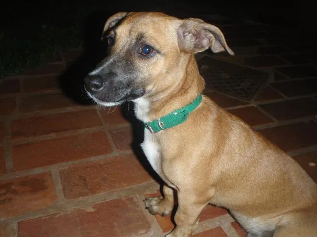 Cachorro ra a SRD idade 1 ano nome Rafa / Guaipeca