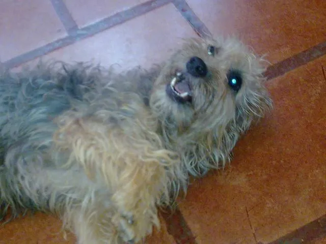 Cachorro ra a SRD idade 1 ano nome Rafa / Guaipeca