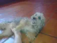 Rafa / Guaipeca
