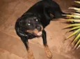 Laika