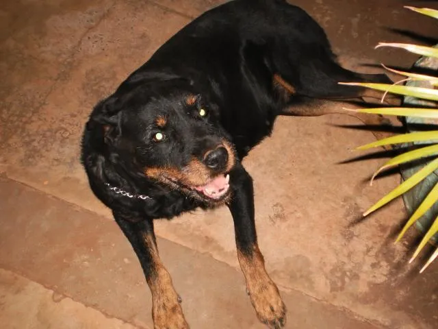 Cachorro ra a Rottweiler idade 6 ou mais anos nome Laika