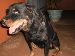 Cachorro raça Rottweiler idade 6 ou mais anos nome Laika