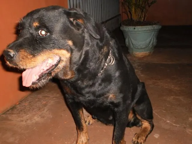 Cachorro ra a Rottweiler idade 6 ou mais anos nome Laika