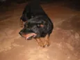 Laika