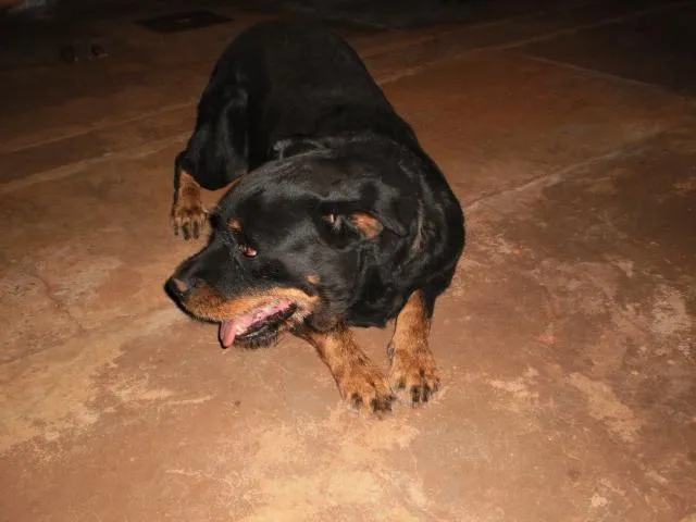 Cachorro ra a Rottweiler idade 6 ou mais anos nome Laika