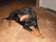 Laika