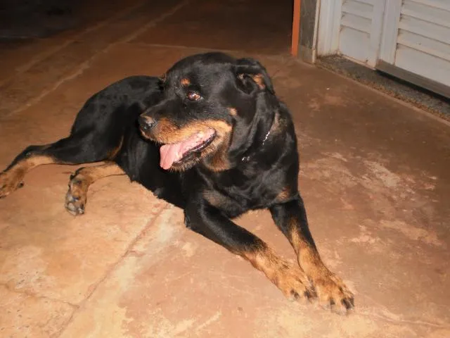 Cachorro ra a Rottweiler idade 6 ou mais anos nome Laika