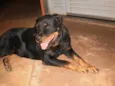 Laika