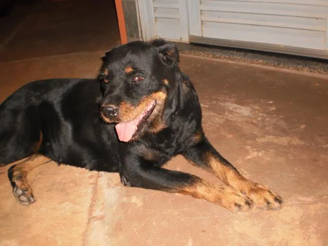 Cachorro ra a Rottweiler idade 6 ou mais anos nome Laika
