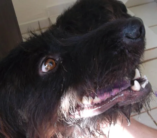 Cachorro raça SRD idade 1 ano nome Esperto