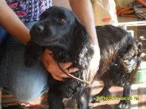 Cachorro ra a Cocker idade nome Encontrada