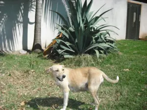 Cachorro raça nao definida idade 2 anos nome semnome