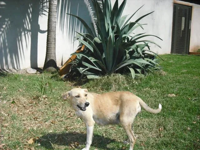 Cachorro ra a nao definida idade 2 anos nome semnome