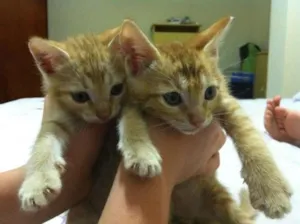 Gato raça  idade Abaixo de 2 meses nome BEBES