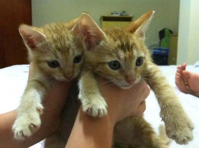 Gato ra a  idade Abaixo de 2 meses nome BEBES