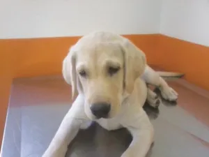 Cachorro raça Labrador idade 2 a 6 meses nome Felícia GRATIFICA