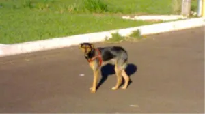 Cachorro raça Média idade  nome ND