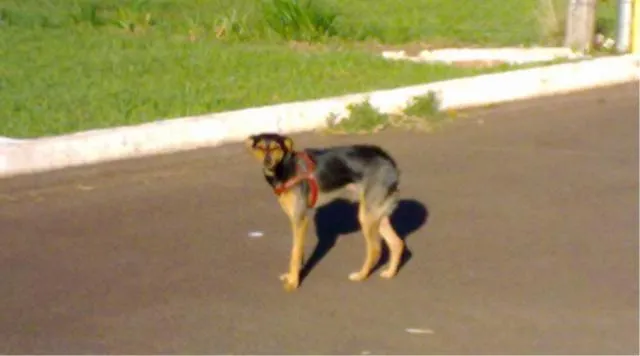 Cachorro ra a Média idade  nome ND