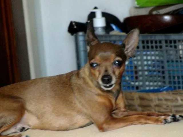 Cachorro ra a Pinscher idade 6 ou mais anos nome Natacha GRATIFICA