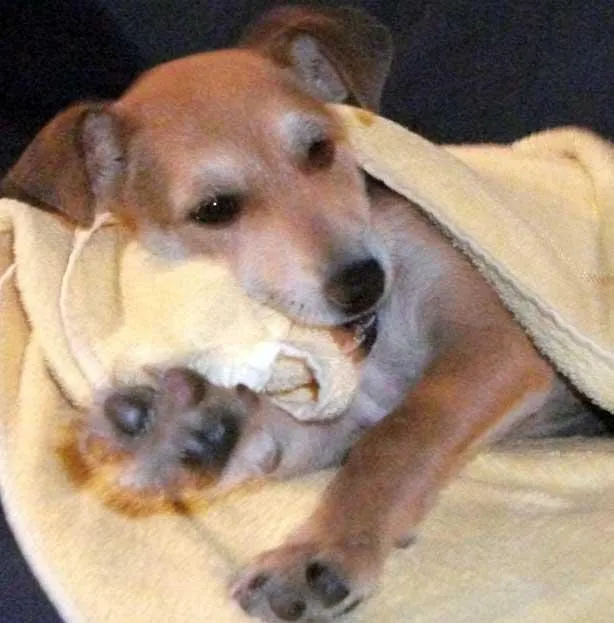 Cachorro ra a SRD idade 2 a 6 meses nome Encontrada