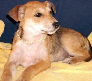 Cachorro raça SRD idade 2 a 6 meses nome Encontrada