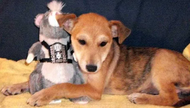 Cachorro ra a SRD idade 2 a 6 meses nome Encontrada