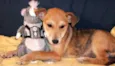 Encontrada