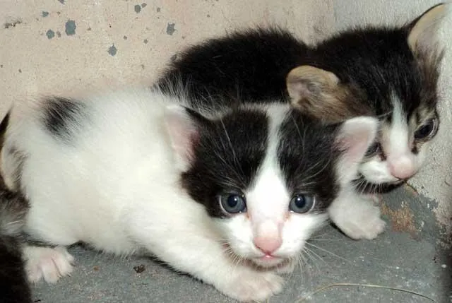 Gato ra a SRD idade  nome Filhotes