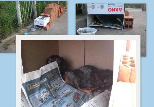 Cachorro ra a SRD idade nome Desconhecido