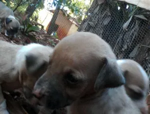Cachorro raça SRD idade Abaixo de 2 meses nome Filhotes