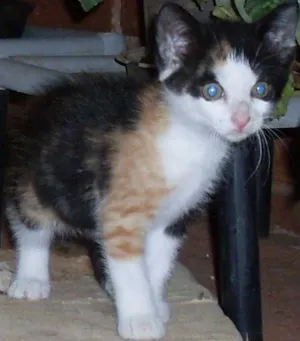 Gato raça SRD idade  nome Gatinha