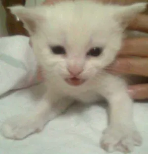Gato raça SRD idade Abaixo de 2 meses nome Lindo