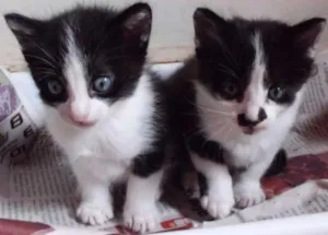 Gato raça SRD idade Abaixo de 2 meses nome Filhotes