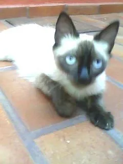 Gato ra a Siamês idade 7 a 11 meses nome Filhote