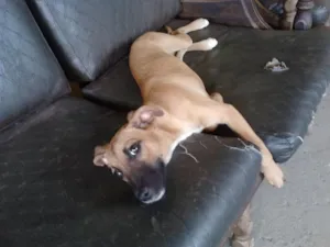 Cachorro raça SRD idade 2 a 6 meses nome Eros ou Guri