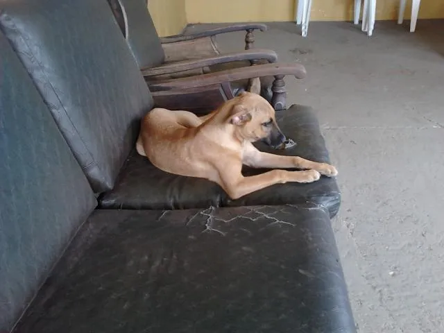 Cachorro ra a SRD idade 2 a 6 meses nome Eros ou Guri