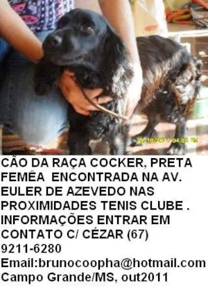 Cachorro raça  idade  nome Cocker ENCONTRADA