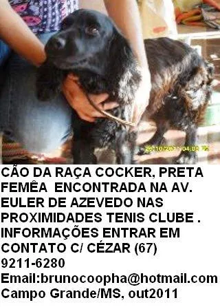 Cachorro ra a idade nome Cocker ENCONTRADA