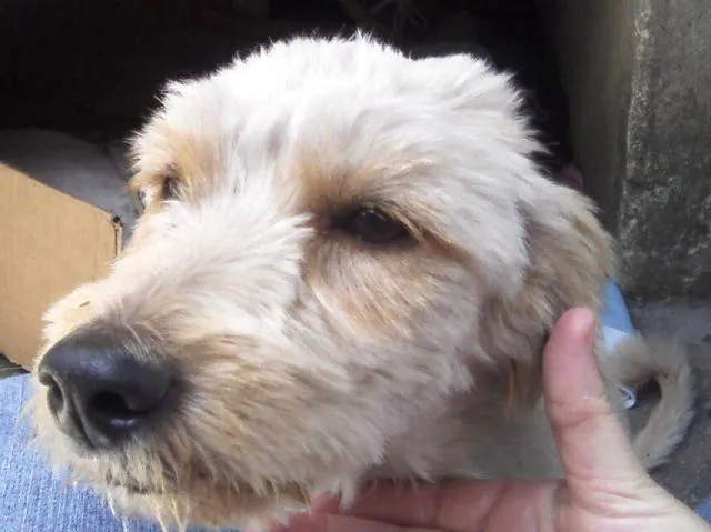 Cachorro ra a mestiça Poodle idade 1 ano nome Princesa