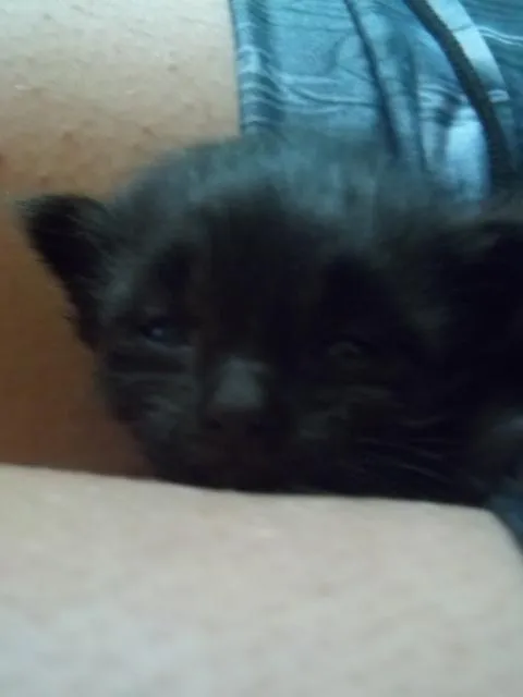 Gato ra a  idade Abaixo de 2 meses nome Pietra
